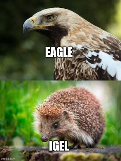 9gag animals